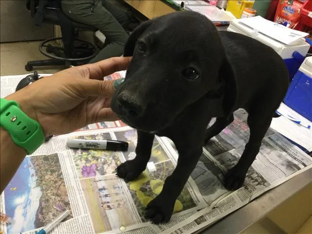 A baby small-sized female Labrador Retriever dog named Plum for adoption in Riverside, CA