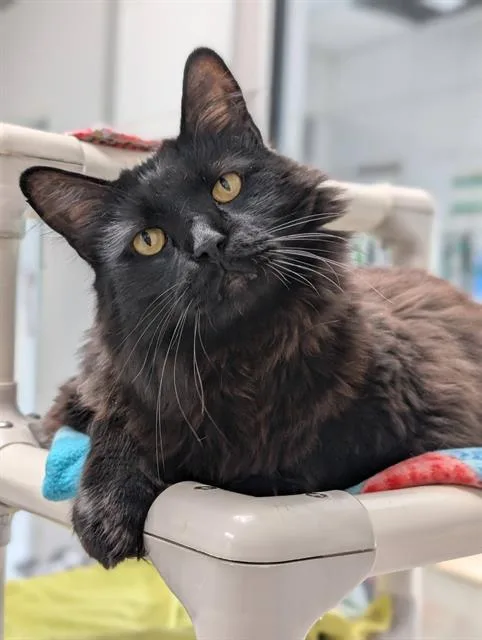An adult medium-sized male Domestic Medium Hair cat named Joey for adoption in Canfield, OH