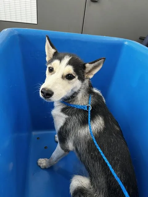 A young large-sized female Mixed Breed dog named Frankie for adoption in Dallas, TX
