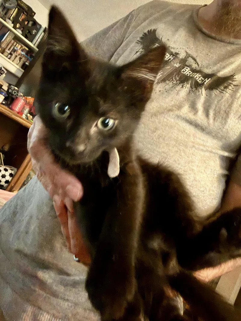 A baby medium-sized male Black Domestic Short Hair cat named Cole for adoption in Pocatello, ID