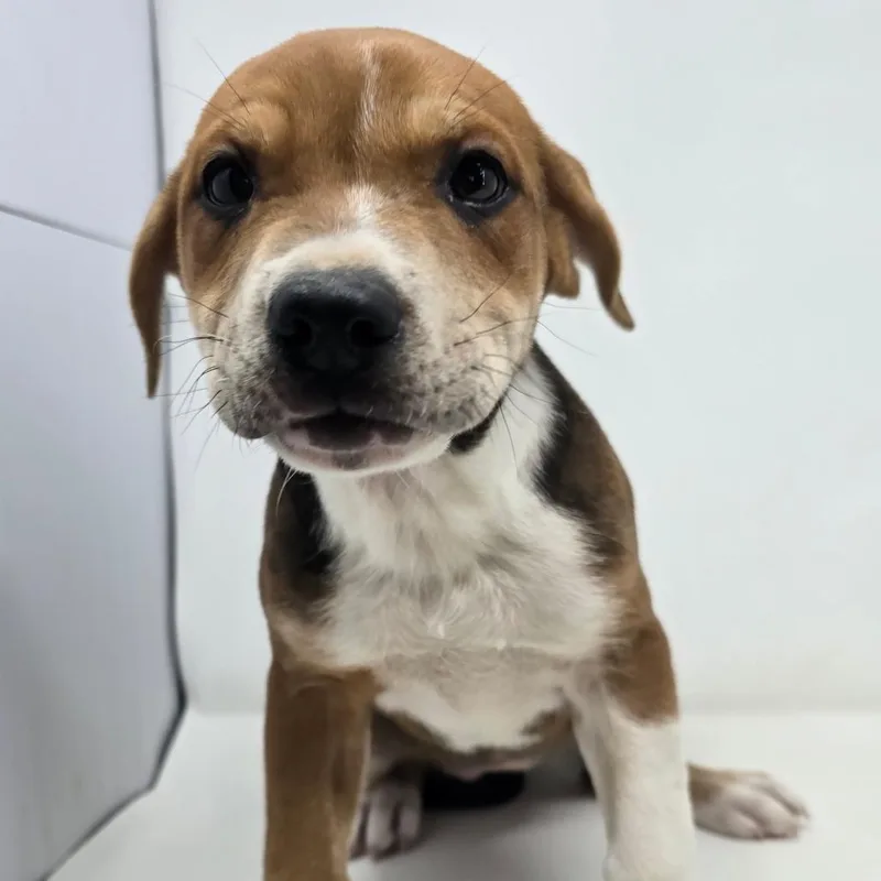 Mystery Date