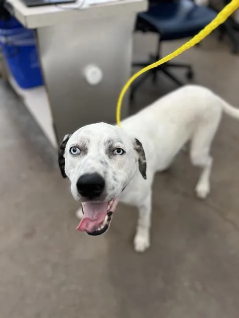 A young large-sized male Mixed Breed dog named Moose for adoption in Dallas, TX