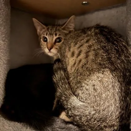 A baby small-sized male Domestic Short Hair cat named Cliff for adoption in Janesville, WI