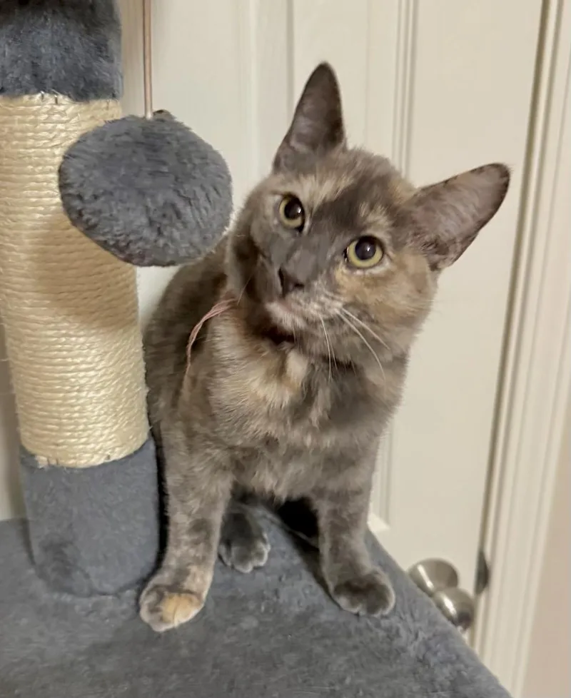 Willow Kuykendahl Petsmart