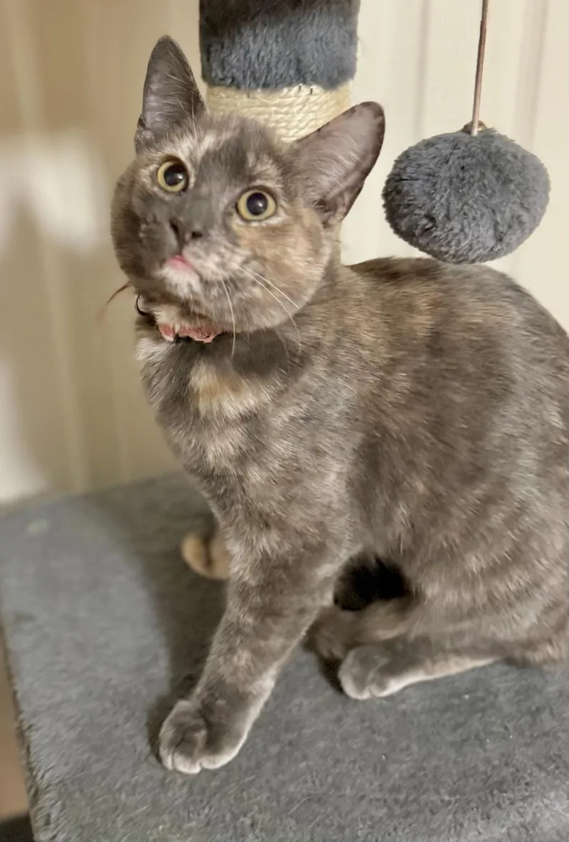 Willow  Riley Fuzzel thumbnail 2