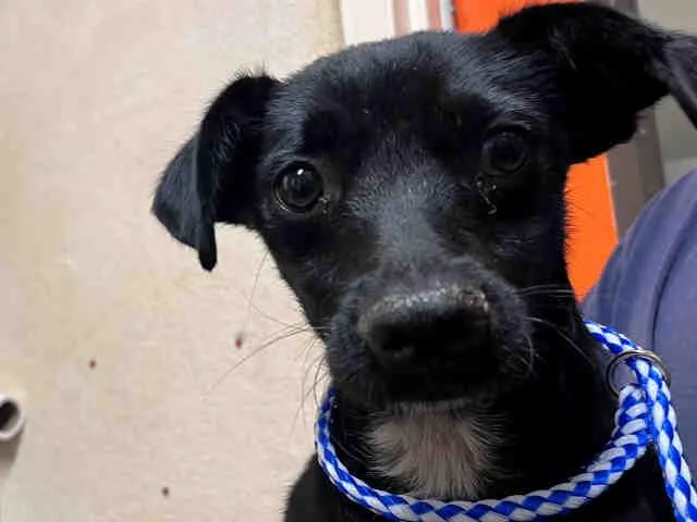 An adult medium-sized male Terrier dog named Olly for adoption in Bonita, CA