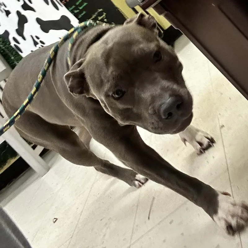 An adult large-sized female Gray / Blue / Silver Mixed Breed dog named Luna for adoption in Davenport, IA