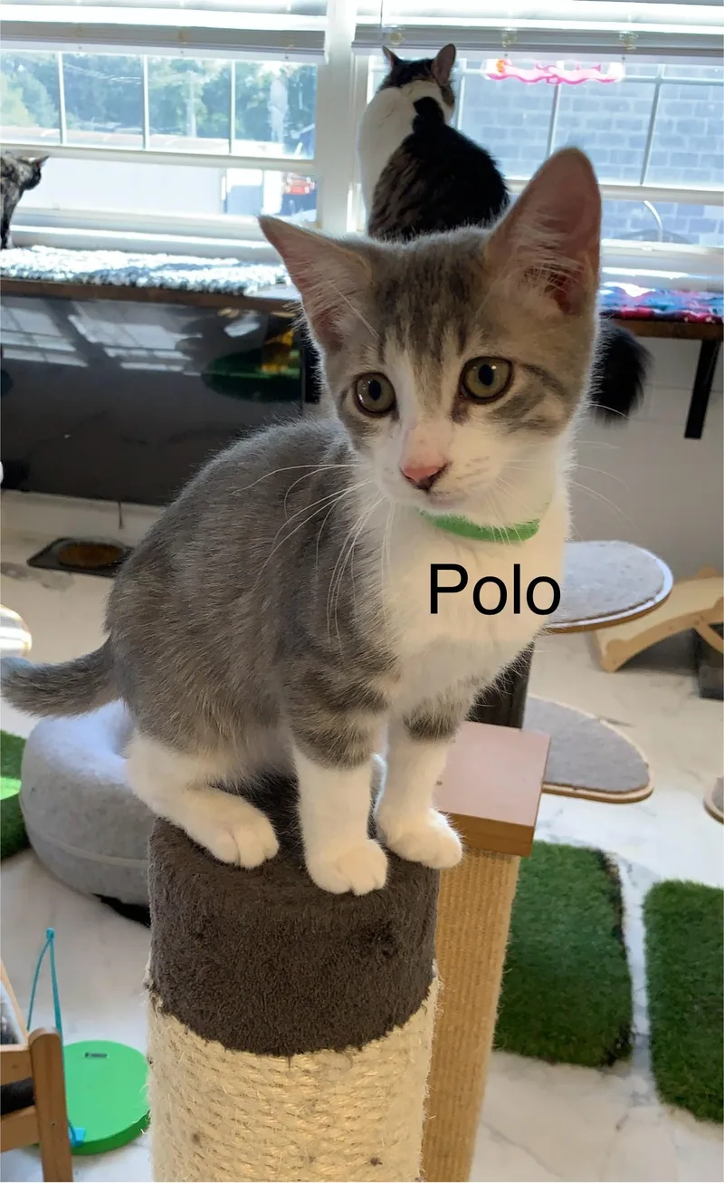 A young medium-sized male Gray & White Domestic Short Hair cat named Polo for adoption in Saint Charles, MO