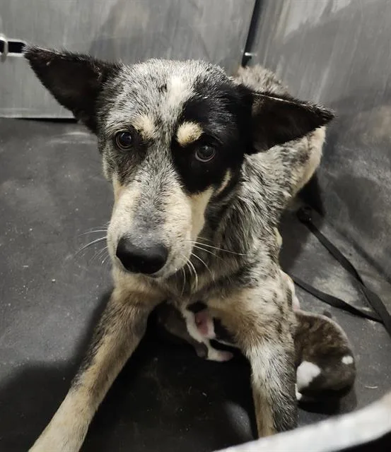 An adult medium-sized female Australian Cattle Dog / Blue Heeler dog named Asajj for adoption in San Antonio, TX