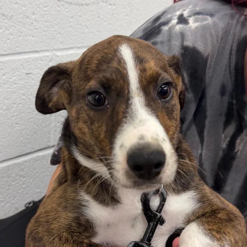 A baby small-sized male Australian Shepherd dog named Sawyer for adoption in Zanesville, OH