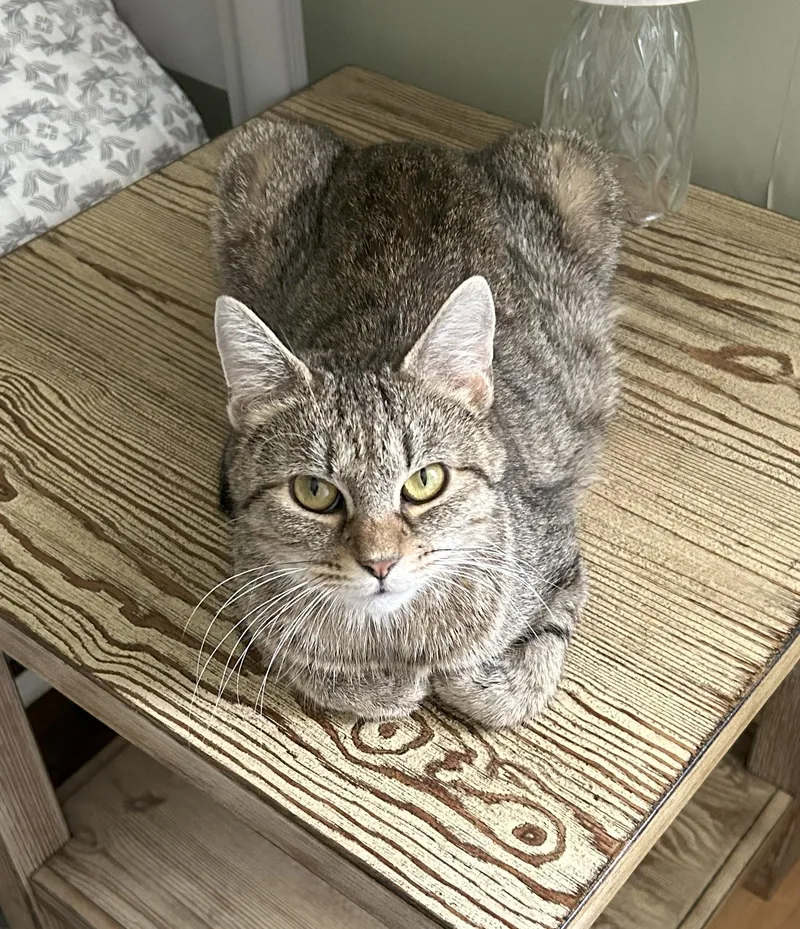 An adult medium-sized female Tabby (Brown / Chocolate) American Shorthair cat named Rachel for adoption in Bennington, VT