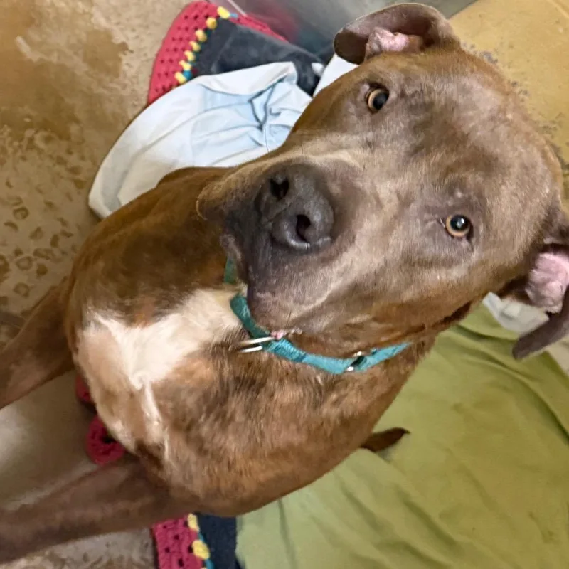 An adult large-sized male Brown / Chocolate Mixed Breed dog named Keaton for adoption in Waldorf, MD