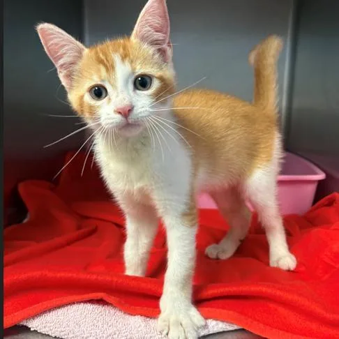 A baby small-sized male Orange / Red Domestic Short Hair cat named Pushpop for adoption in Austin, TX
