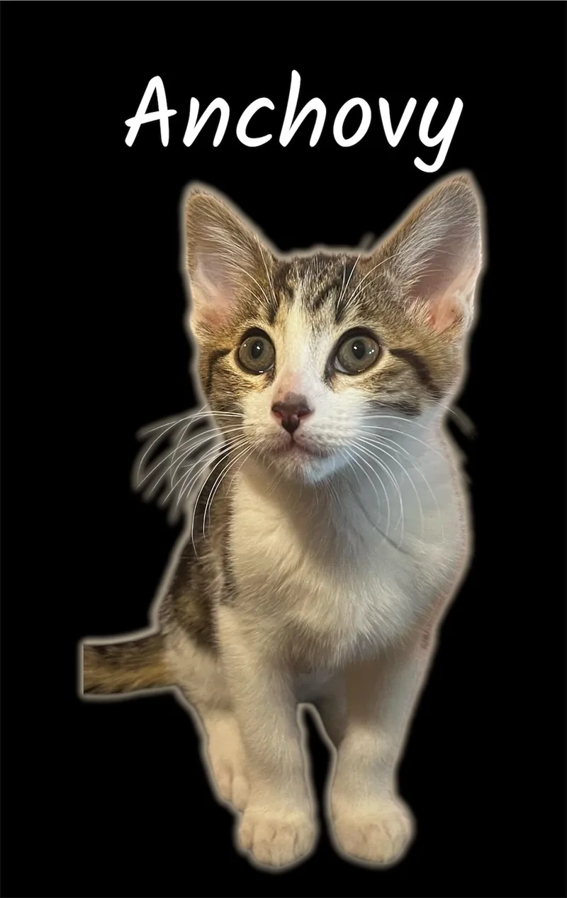 A baby small-sized female Tabby (Brown / Chocolate) Domestic Short Hair cat named Anchovy for adoption in Auburn, CA