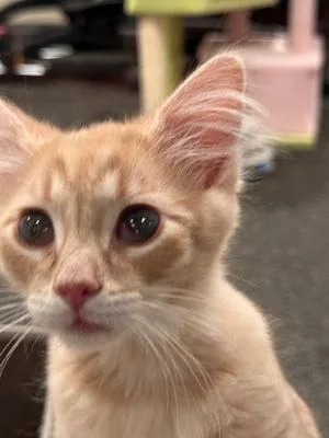 A baby medium-sized male Domestic Medium Hair cat named Maui for adoption in Mokena, IL
