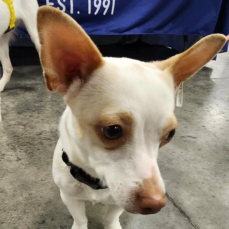 A young small-sized female White / Cream Chihuahua dog named Leita for adoption in Edwards, IL