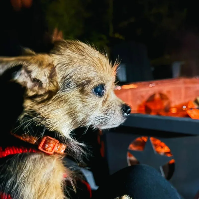 An adult small-sized female Brown / Chocolate Chihuahua dog named Bella for adoption in Fairfax, VA