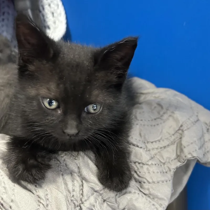 A baby small-sized male Black Domestic Short Hair cat named Drogo for adoption in East Smithfield , PA