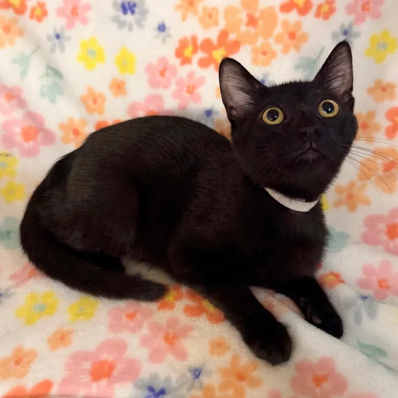 A baby small-sized female Black Domestic Short Hair cat named Opal for adoption in Flower Mound, TX