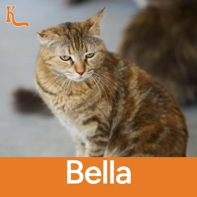A senior small-sized female Tortoiseshell Domestic Short Hair cat named Bella for adoption in Desert Hot Springs, CA