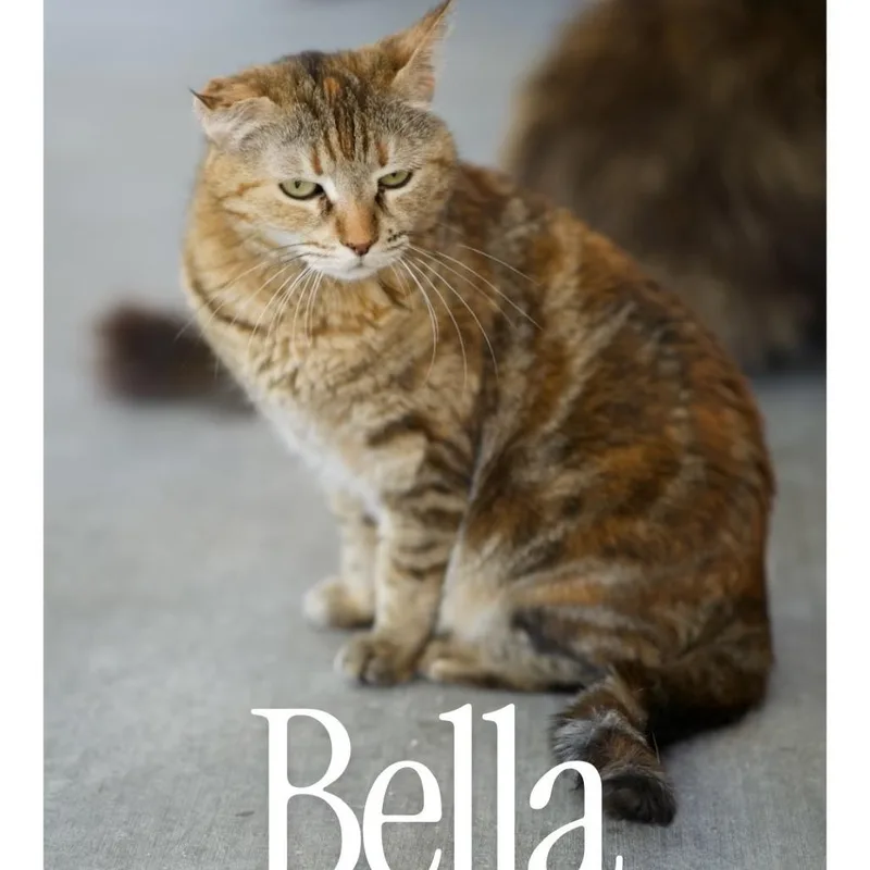 Bella thumbnail 2