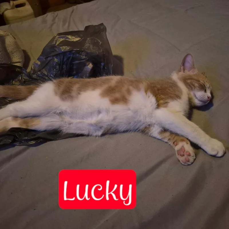 Lucky thumbnail 3