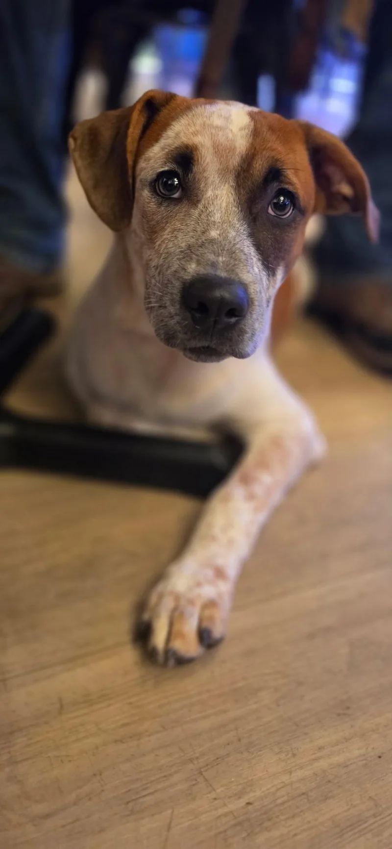 A baby medium-sized male Pit Bull Terrier dog named Rapp for adoption in Pembroke, MA