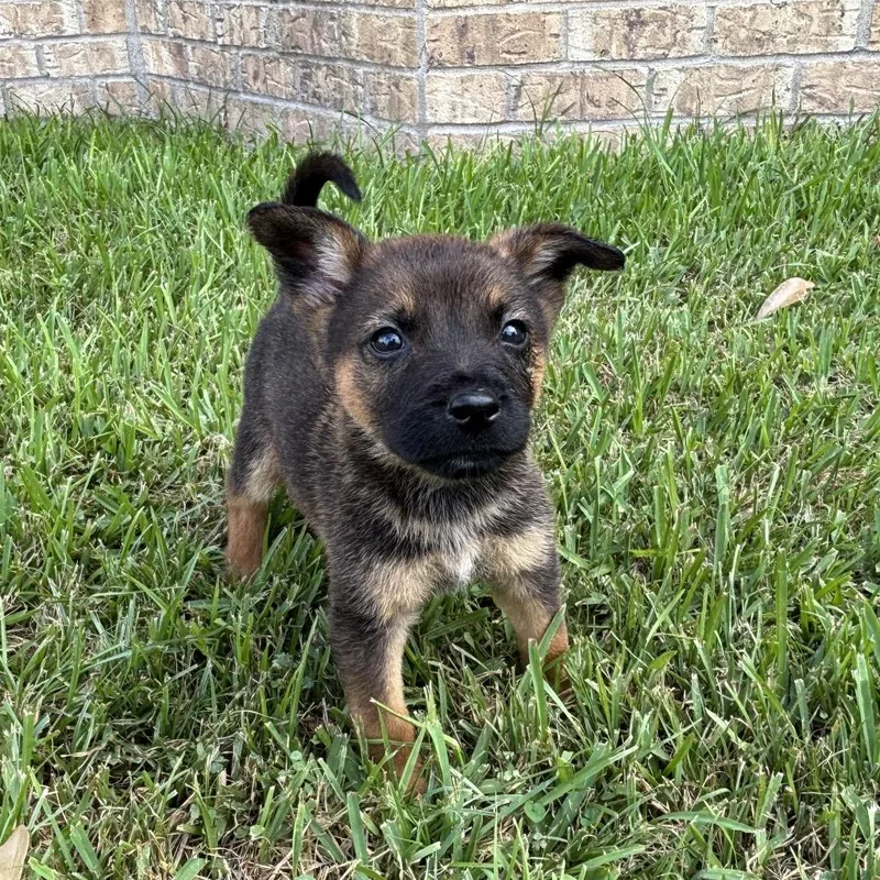A baby small-sized male Brown / Chocolate German Shepherd Dog dog named Peekaboo for adoption in Carencro, LA