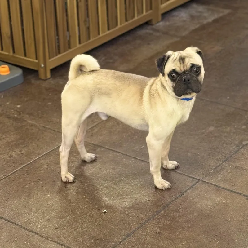 A young small-sized male Pug dog named Puggy for adoption in Torrance, CA