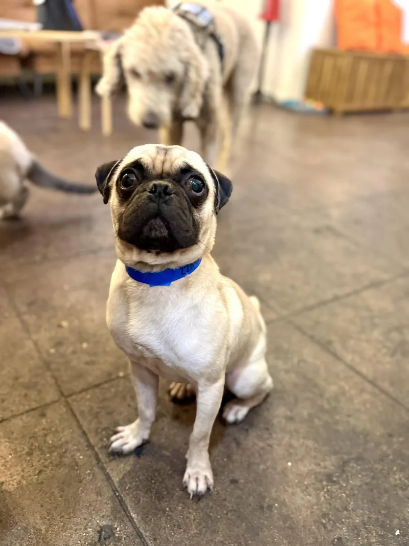 Puggy thumbnail 2