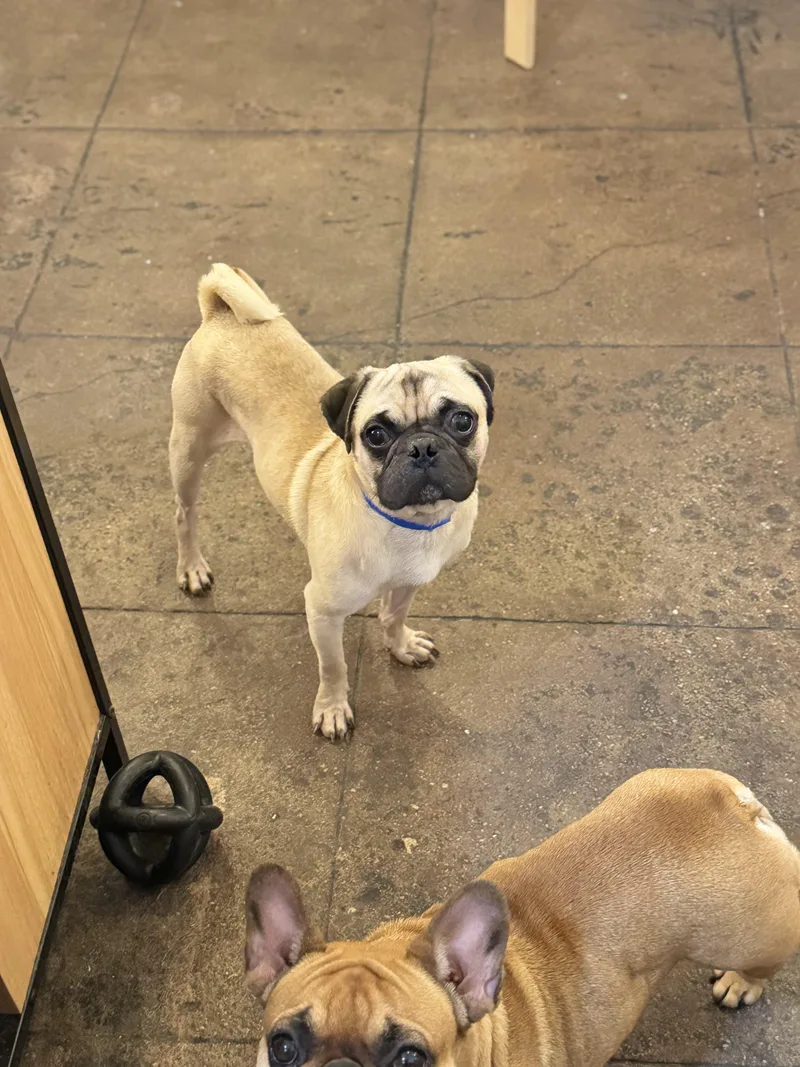 Puggy thumbnail 3