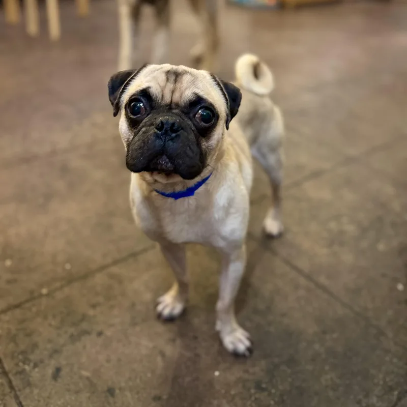 Puggy thumbnail 4