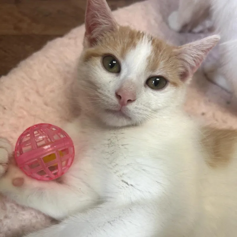 A baby small-sized female Calico Domestic Short Hair cat named Petunia for adoption in Philadelphia, PA