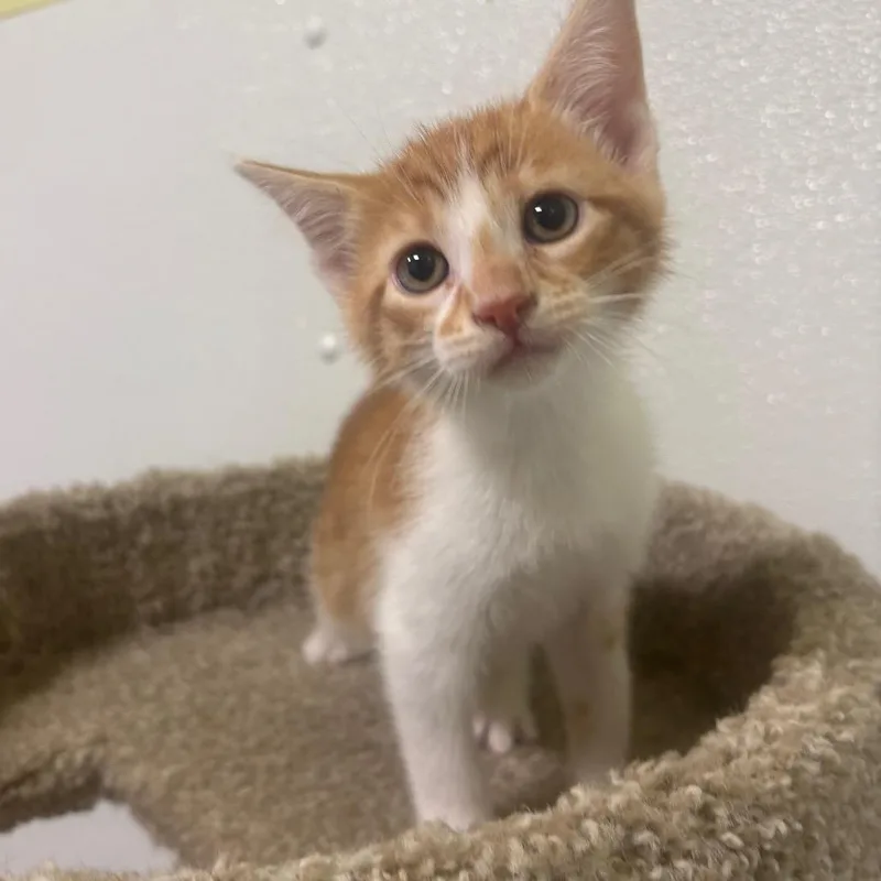 A baby small-sized female Orange / Red Domestic Short Hair cat named Lisa for adoption in Brookfield, MO