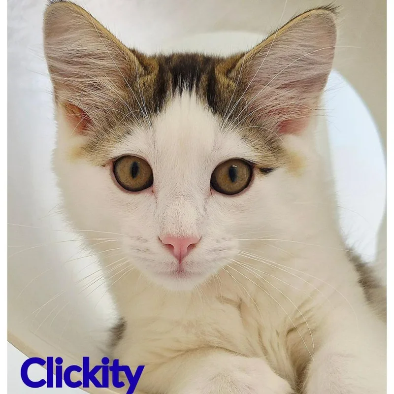 Clickity