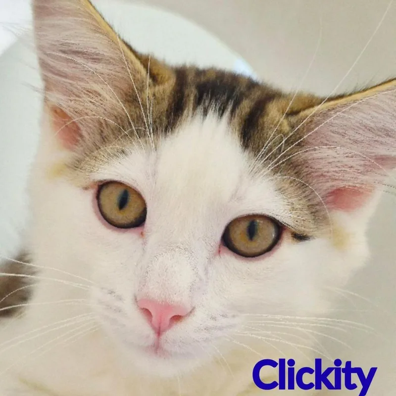 Clickity thumbnail 2