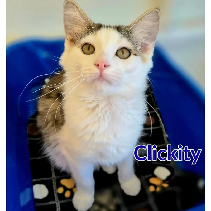 Clickity thumbnail 3