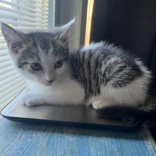 A baby small-sized male Domestic Short Hair cat named George Wilson for adoption in Toms River, NJ