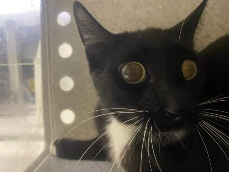 A young medium-sized male Domestic Short Hair cat named Captain Hook for adoption in Los Angeles, CA