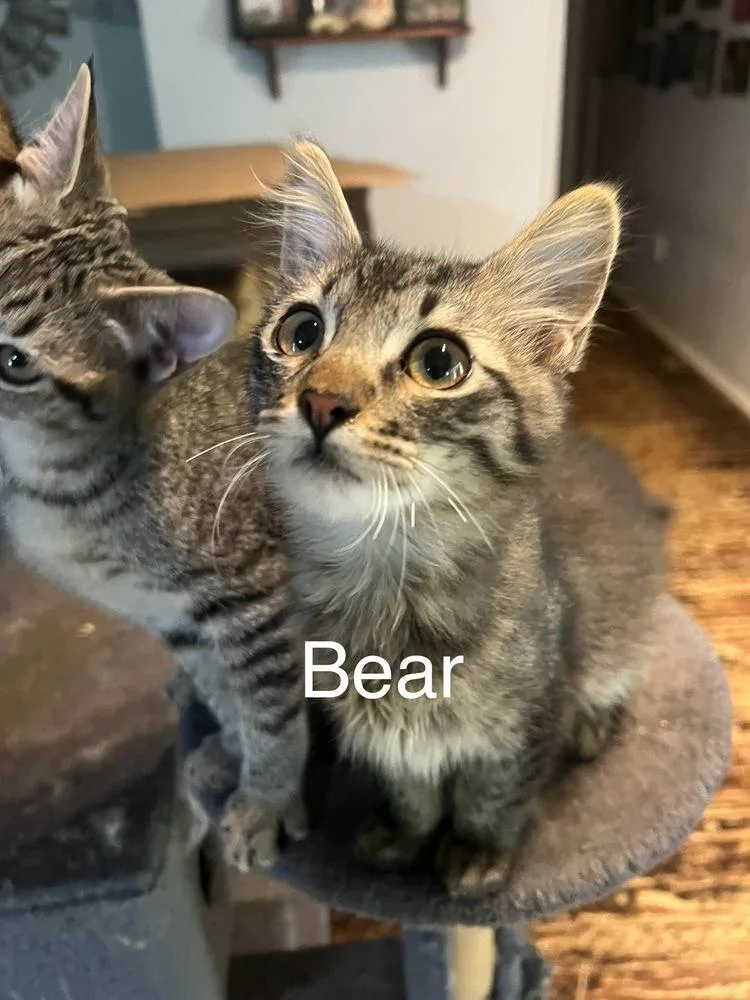 A baby small-sized male Domestic Long Hair cat named Bear for adoption in Plumerville, AR