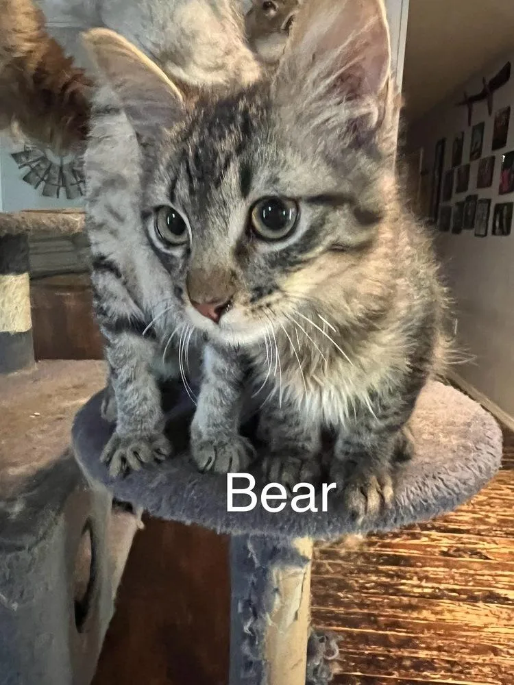 Bear thumbnail 2