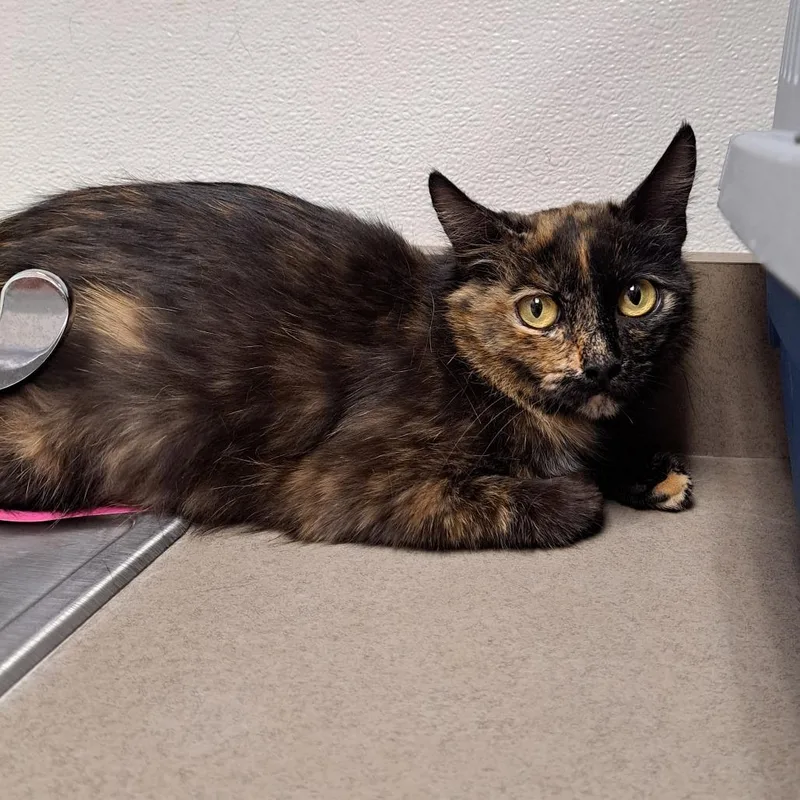 An adult medium-sized female Black Domestic Short Hair cat named Tori for adoption in Albuquerque, NM