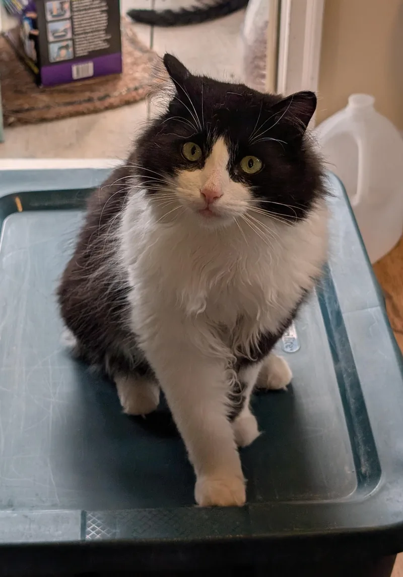 A young medium-sized male Black & White / Tuxedo Domestic Long Hair cat named Izzy for adoption in Burke, NY