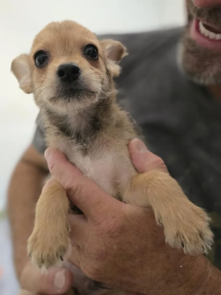 Pebbles thumbnail 3