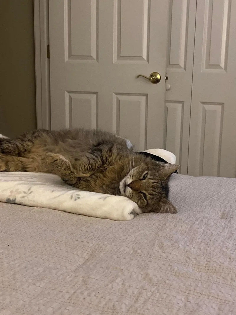 An adult large-sized male Domestic Short Hair cat named Wally for adoption in Enfield, CT