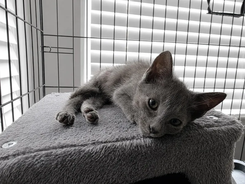 A young medium-sized male Gray / Blue / Silver Domestic Short Hair cat named C Litter Smokey for adoption in Livonia, MI
