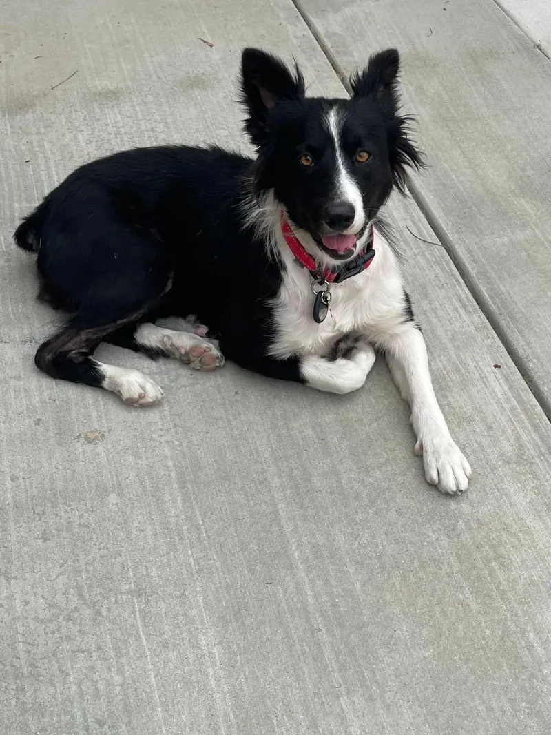 A young medium-sized female Black Border Collie dog named Sadie for adoption in Rolling HIlls Estates , CA