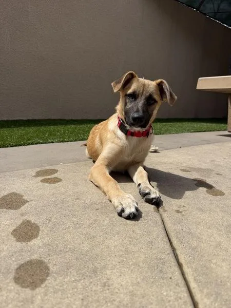 A baby medium-sized female Shepherd dog named Belvita for adoption in San Diego, CA