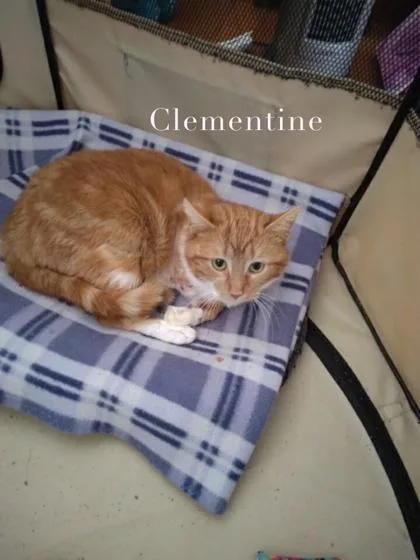 Clementine thumbnail 2