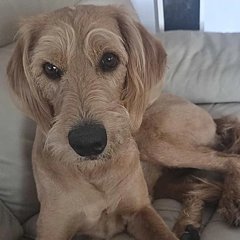 A young medium-sized female Brown / Chocolate Standard Poodle dog named Bella Rae for adoption in Cedar Park, TX